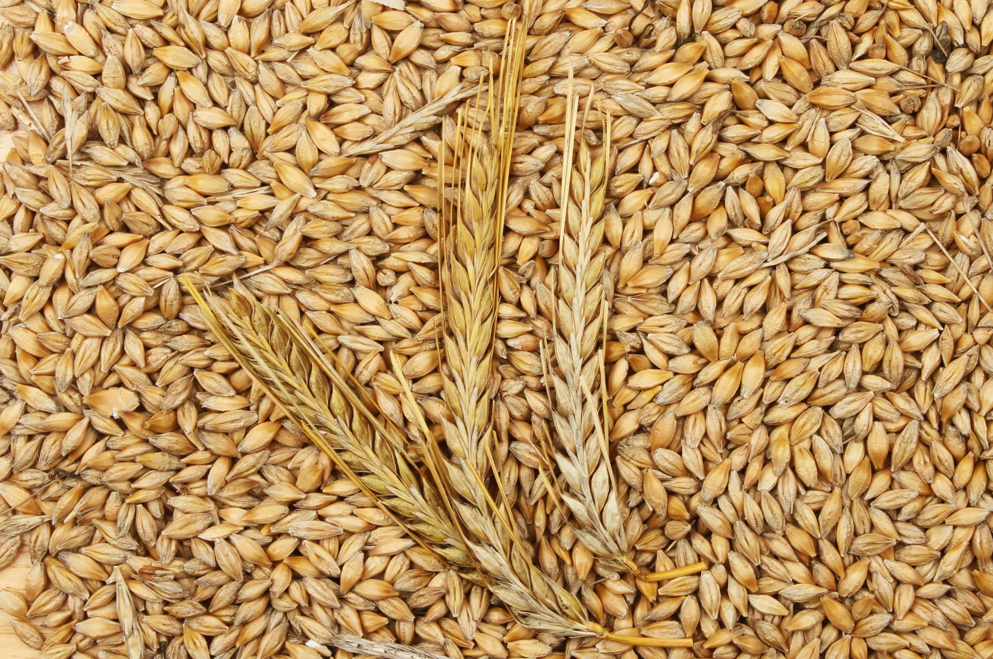 barley-grains-and-ears